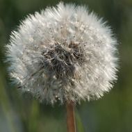 dandelion flower macro photo