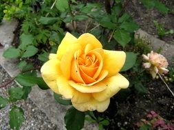 yellow rose with green leaves in the garden