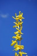 yellow forsythia gold lilac flower