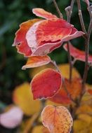 red leaves on a bush in autumn on a blurred background