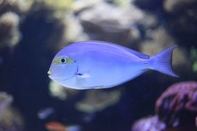 blue aquarium fish