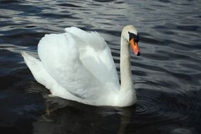 Beautiful white swan on dark water