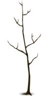 drawing of a leafless tree