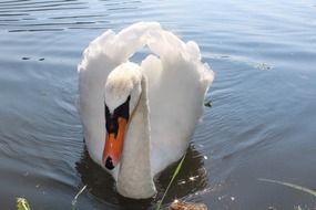 white noble waterfowl