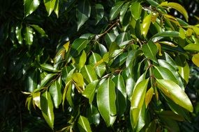 green glossy tree leaves