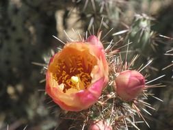 cacti flower in Arizona