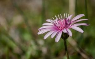 spiky pink flower on blurred background