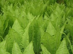 bushes of fern