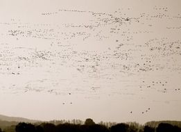 many different birds in the sky