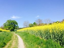 charming field of rapeseeds