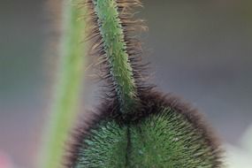 prickly bud of poppy close-up on blurred background