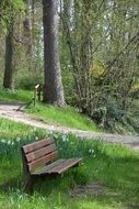 wooden bench in forest