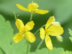 yellow flowers of celandine