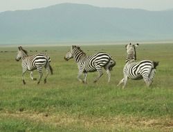 zebra safari tanzania animal