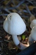 white inedible mushrooms