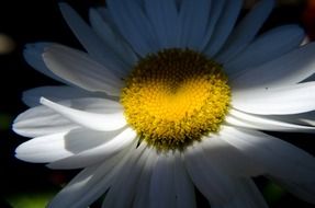 daisy flower macro photo