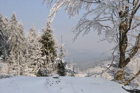 snowy winter in the mountains of the Czech Republic