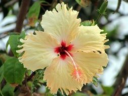 light yellow hibiscus closeup