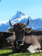 Cows near the mountains