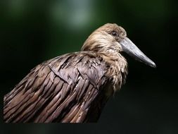 Wild bird with brown feathers and long beak