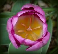 purple tulips spring close view