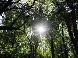 bright sun through the crowns of trees in the park