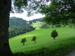 green forest in swabian alb