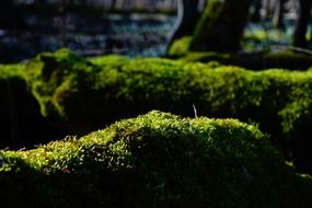 green forest moss