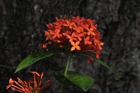 Beautiful, red, umbrella-shaped flower in the garden