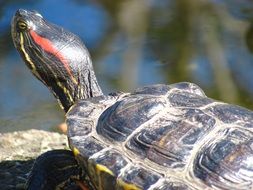aquatic turtle
