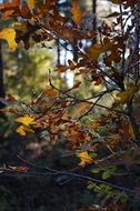 Autumn foliage on oak branches