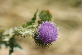 purple inflorescence of a thistle on a blurred background