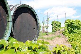 wine barrels in vineyard