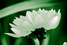 closeup view of White flower among the greens