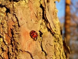 Ladybug on a tree trunk in the forest