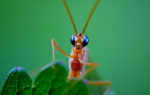 Orange insect on a green leaf