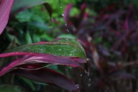 Water droplets on purple plants