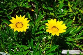 yellow gazania flowers in green grass
