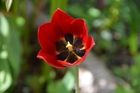 red tulip in the garden close-up