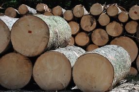 bewitching wood tree