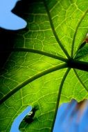 green leaf on blue background close up