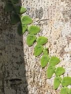 Green leaves on the tree bark
