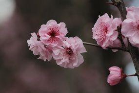 Gently pink cherry blossom