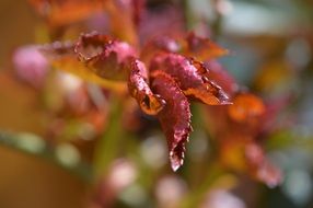red plant rose leaves macro photo
