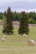 hay bales on the field