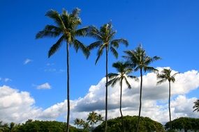 palm trees as a decoration for Hawaii