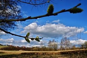 blooming willow branch on the background of the field