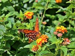 medium-sized gulf fritillary butterfly