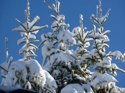 fir tops in snow