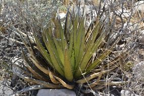 gren succulent agave cactus in desert